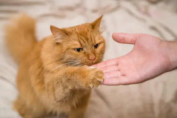 Gato en sesión de entrenamiento con un humano.