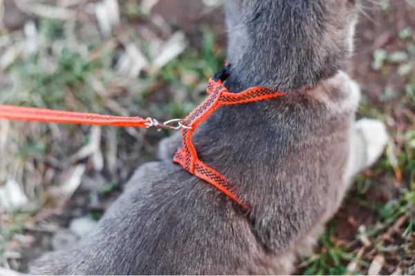 Chat portant un harnais et une laisse de marche de style H