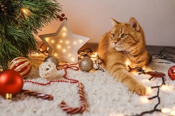 クリスマスツリーの近くで混乱を引き起こすいたずら猫。