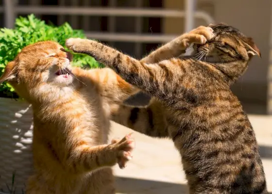 Deux chats tigrés se livrent à un combat ludique.