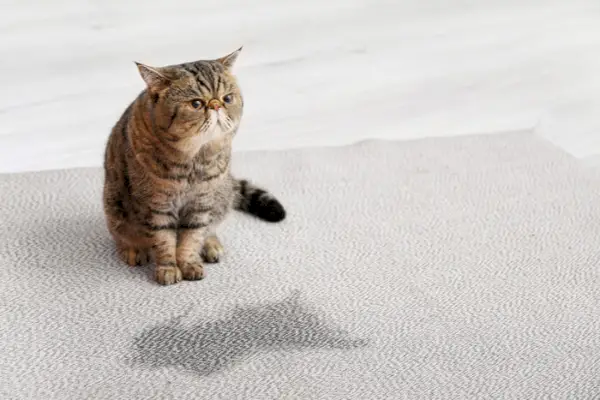 Uma cena infeliz de um gato urinando em um tapete.