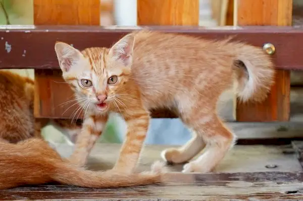 Un chaton défensif qui siffle en réponse à une menace perçue.