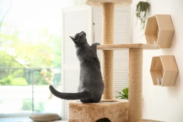 Un chat engagé dans l'escalade et l'exploration.