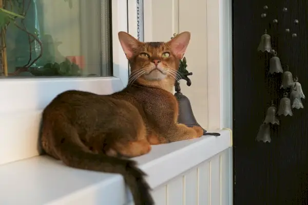 Abessinierkatze am Fenster