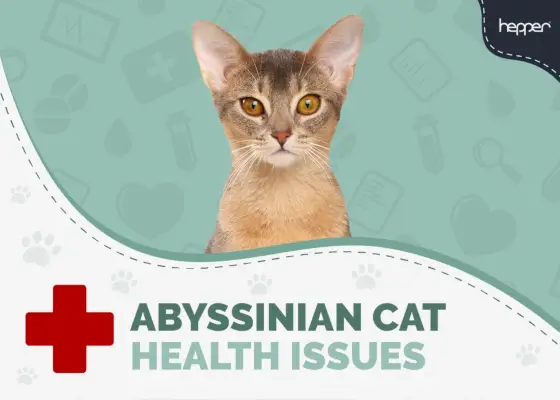 3 häufige Gesundheitsprobleme bei Abessinierkatzen (vom Tierarzt überprüft)