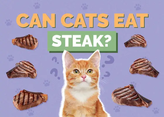 Hepper_Can Cats Eat_Steak