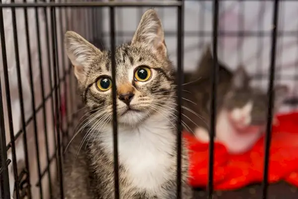 Tabbykatze im Käfig mit einer anderen Katze