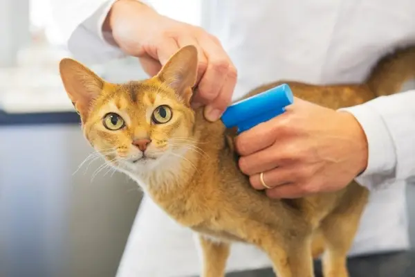 Mikrochip-Implantat für Katze