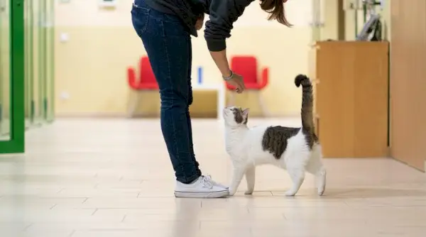 chat en cours d'adoption