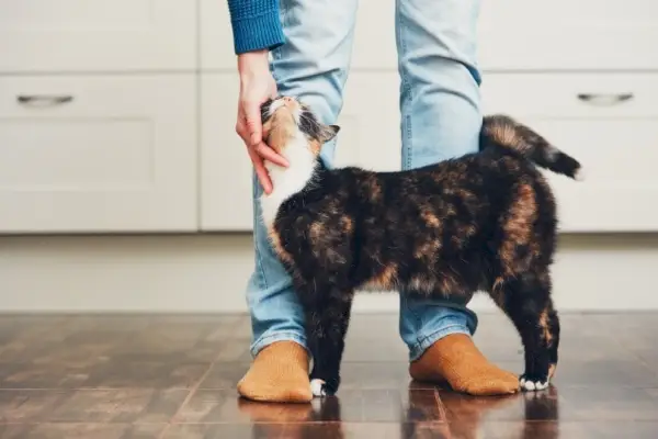 Un chat accueille son maître à la maison