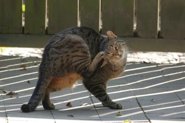 gato rascándose la oreja