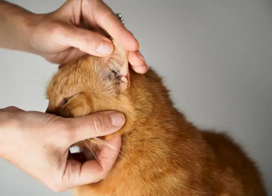 El dueño revisa las orejas de los gatos, inspecciona las orejas de los gatos.