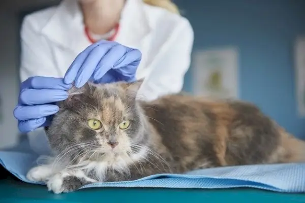 veterinario-revisando-orejas-de-gatos