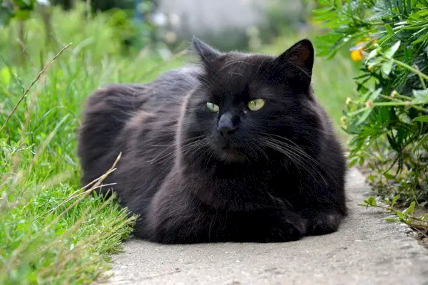 Chantilly-Tiffany-Katze entspannt im Garten