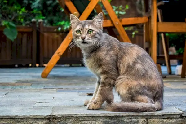 Straßenkatze im ägyptischen Tempel