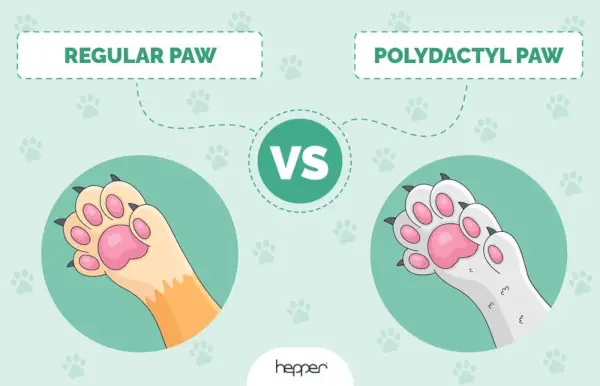 Regular_cat_paws_vs_polydactyl_cat_paws