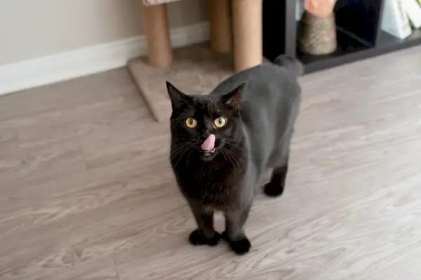 eine schwarze polydaktyle Katze, die sich das Maul leckt