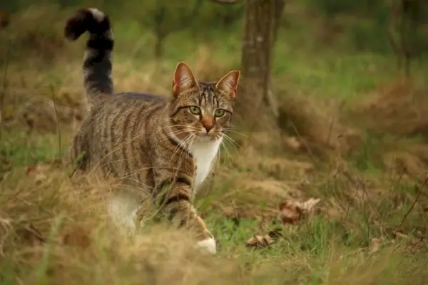 Uzun otların arasında yürüyen kedi