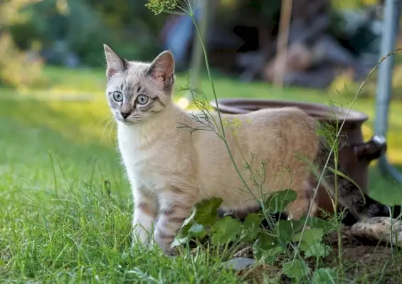 Kedi saldırmaya hazırlanıyor