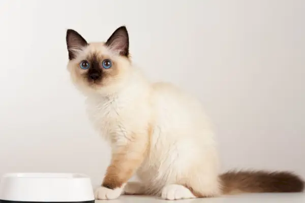 Birman kat spiser