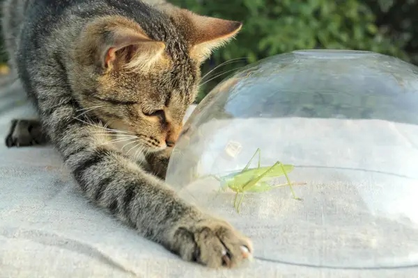 katt och gräshoppa