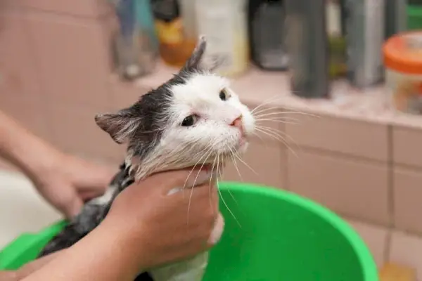 chat qui se baigne