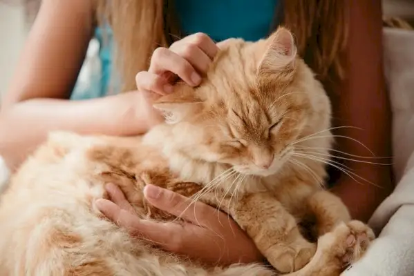 gros-chat-à-poil-roux-dormant-sur-les genoux