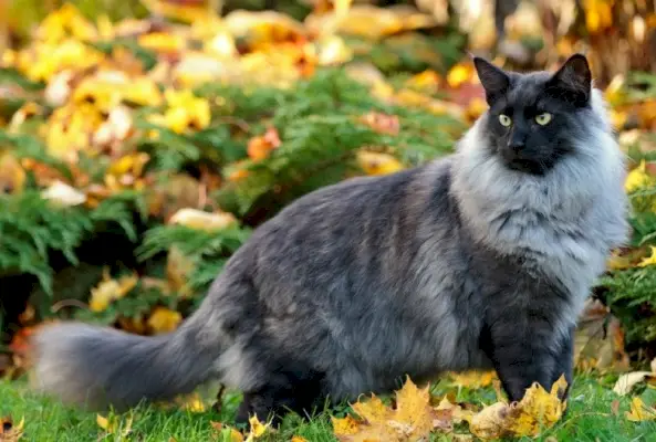 blauer Rauch Norwegische Waldkatze