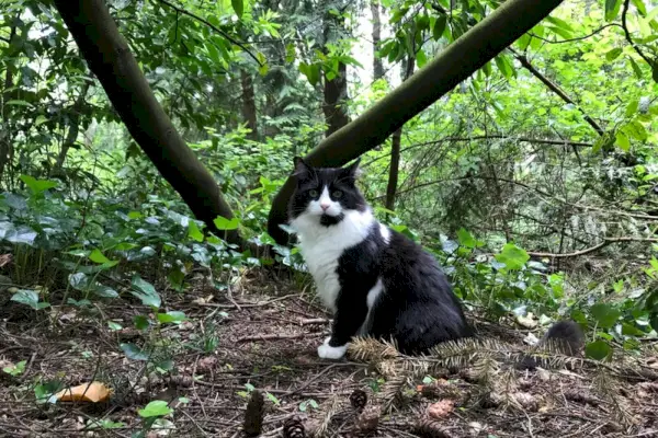 Chat Tuxedo Ragdoll dans le jardin