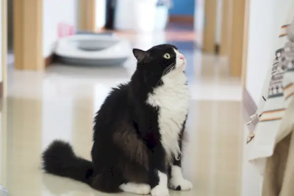 Chat ragdoll Tuxedo assis à l'intérieur de la maison