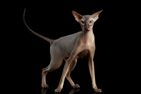 Peterbald mustalla taustalla