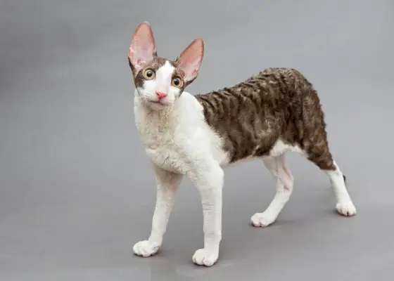 kaksivärinen Cornish Rex harmaalla taustalla