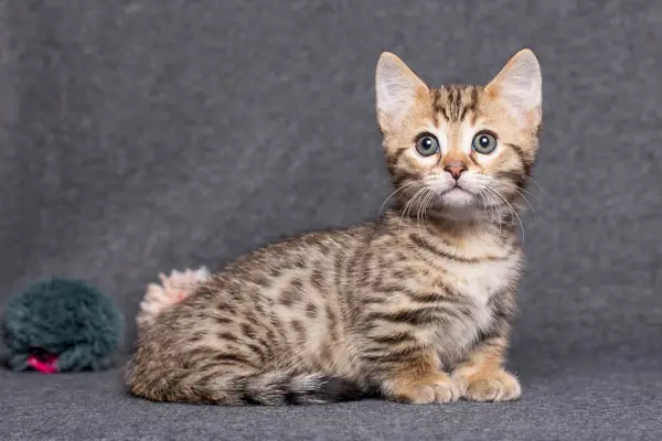 Munchkin-Bengalkatze sitzt