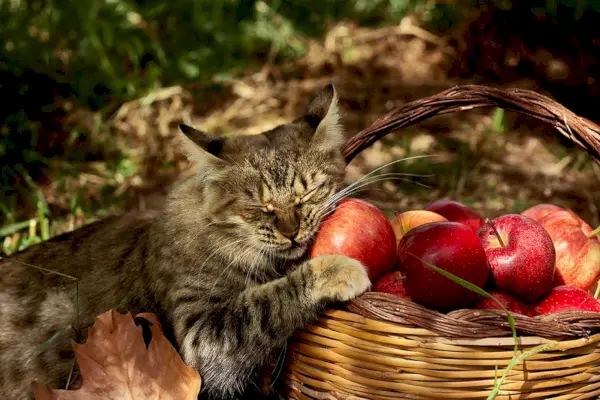 Schöne gestreifte Katze steht neben dem Korb mit reifen roten Äpfeln und Kürbis im Herbstgarten