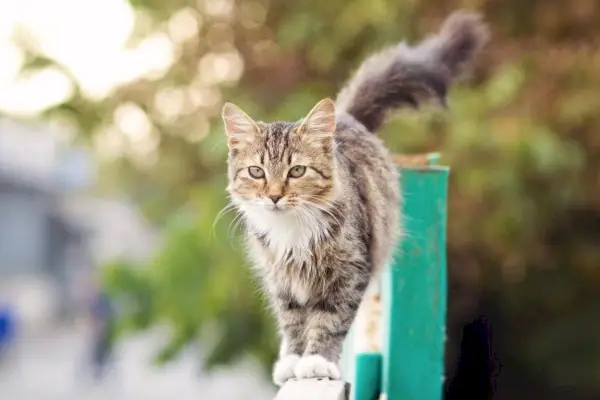 Katze läuft auf Zaun