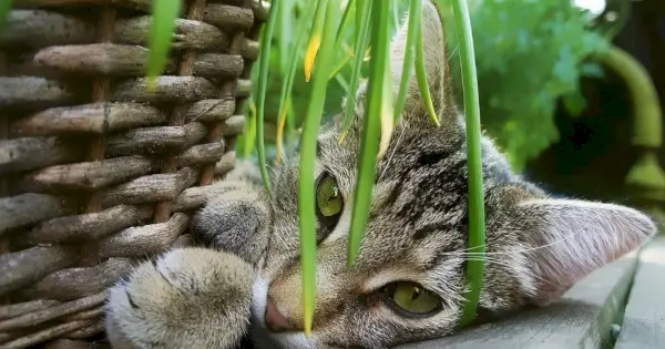 Katzen und Zimmerpflanzen