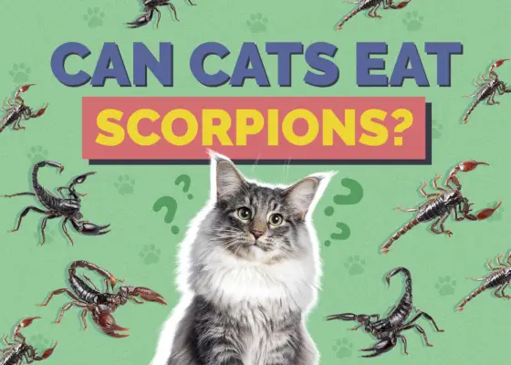 Hepper_Can Cats Eat_Scorpion