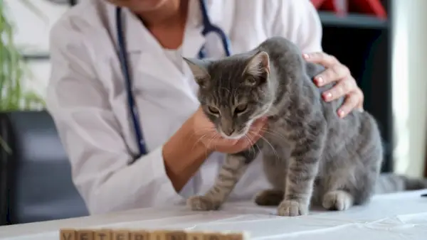 dyrlæge, der holder en syg tabby kat