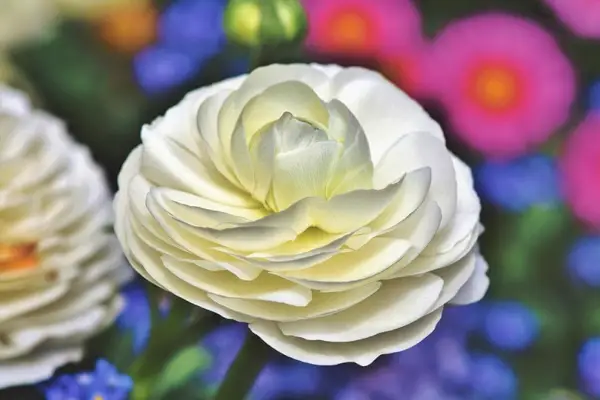 Ranunculus