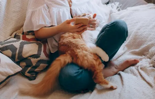 mujer sosteniendo un teléfono acariciando un gato naranja y blanco en su regazo