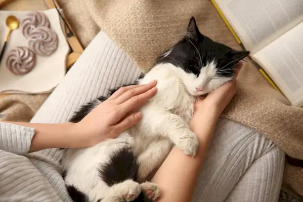 gato amasando y ronroneando mientras está acostado sobre su dueño