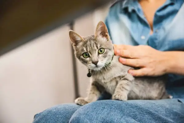 gato atigrado con pelaje gris y ojos verdes sentado en el dueño