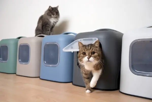 várias caixas sanitárias para muitos gatos em uma casa