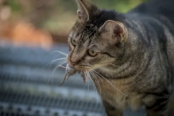 Vai kaķi ēdīs žurku indi? Veterinārārsta apstiprināta veselības un drošības rokasgrāmata