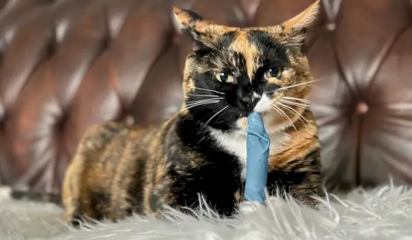 Hepper Blue Catnip Stick Toy – Hauskatze mit Kurzhaar und Schildpatt