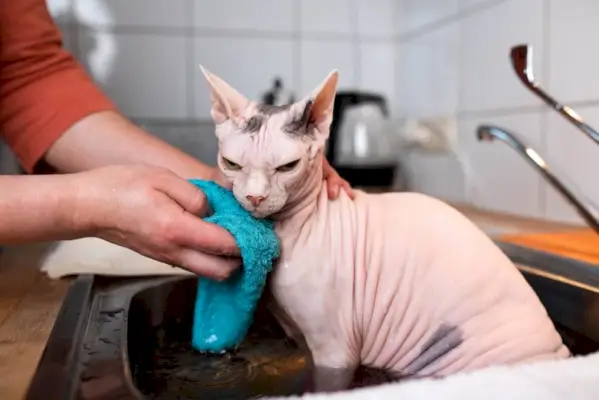 chat sphynx au bain