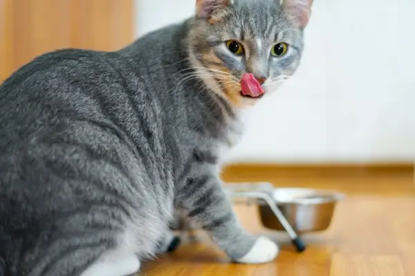 Katze leckt nach dem Fressen den Mund