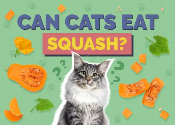 Hepper_Can Cats Eat_Squash