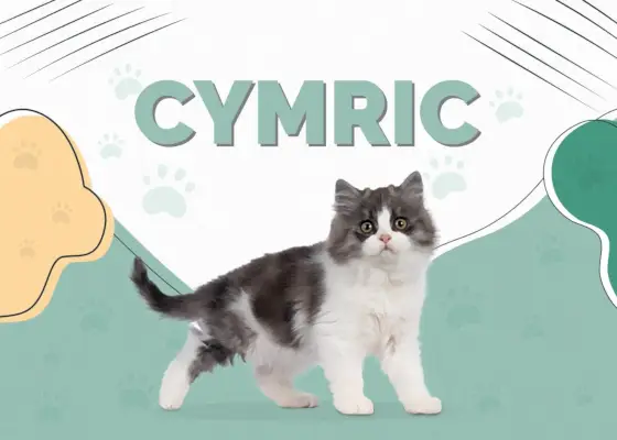 Cymric (Manx Longhair) Cat: Info, bilder, egenskaper & fakta