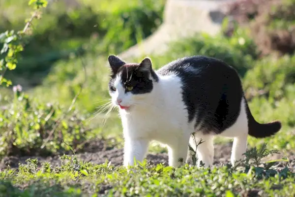 pisica alb-negru care se plimba prin gradina